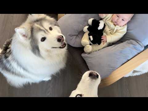 Stay-at-home mom's favourite moments with baby and puppies