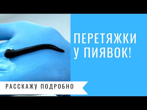 Почему у пиявки появляются перетяжки и как с этим бороться.