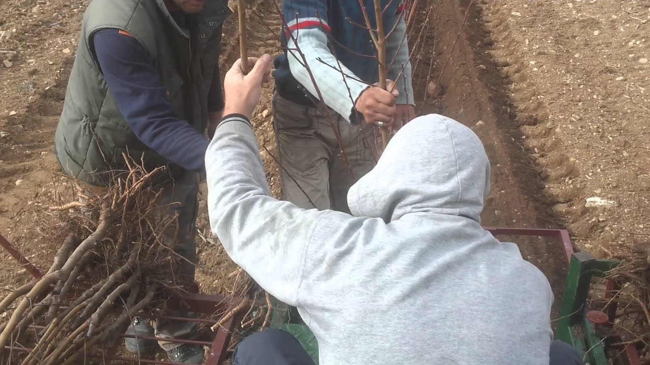 fytema rodakina  me mhxanh