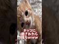 ネッコの動画で癒されたら寝ろｗｗｗ　#2ch #動物 #猫 #癒やし #ねこ動画