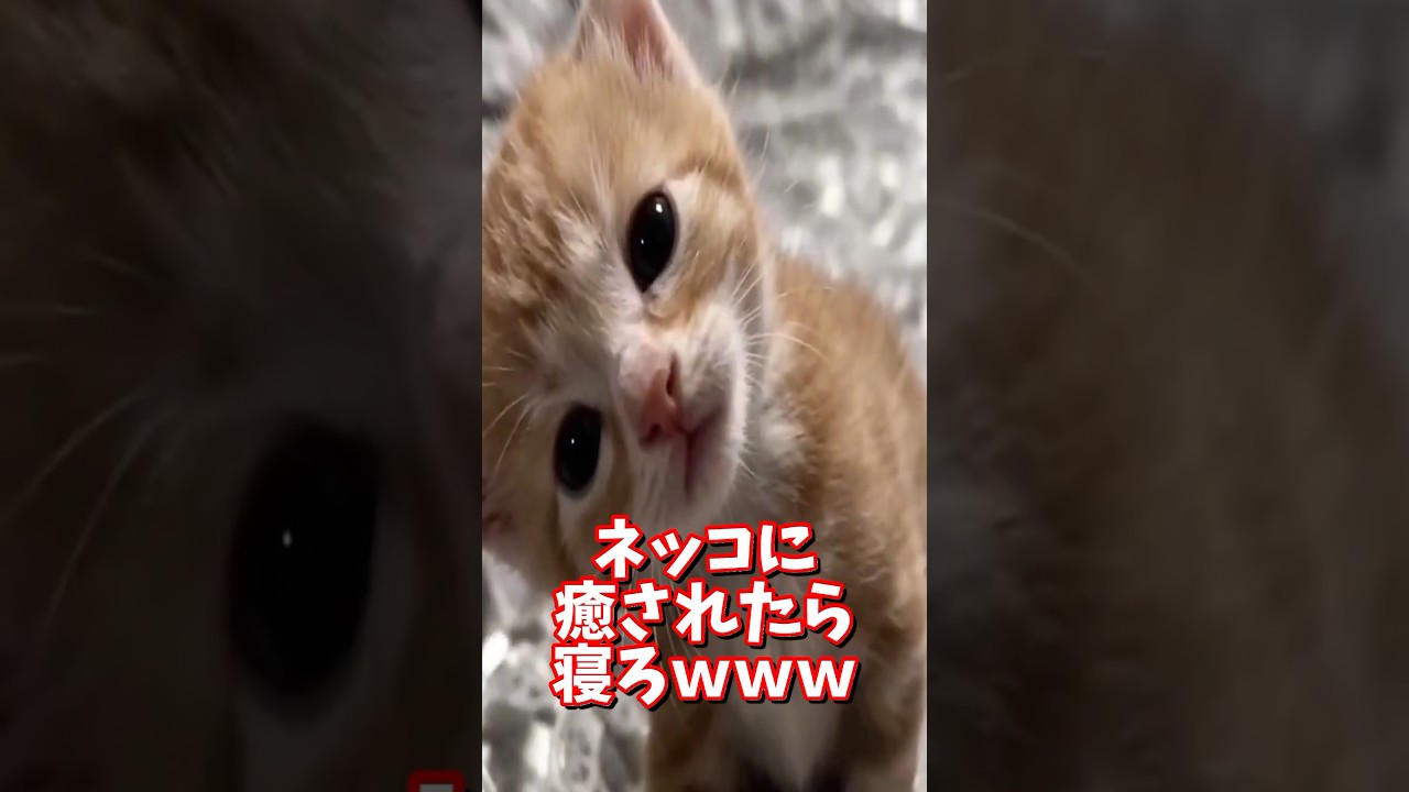 ネッコの動画で癒されたら寝ろｗｗｗ　#2ch #動物 #猫 #癒やし #ねこ動画