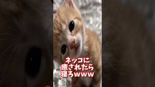 If this cat video helped you relax, go to sleep lol #2ch #animals #cat #relaxation #catvideos