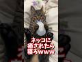 ネッコの動画で癒されたら寝ろwww #2ch #2chまとめ 動物スレ #2ch面白いスレ #動物 #犬 #猫 #癒やし #ねこ動画#ねこ