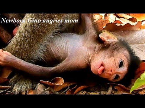 monkey life cycle Newborn Gino angries mom much, why mom Big Bertha hug him like this?