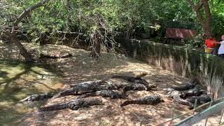 Crocodiles feeding time!