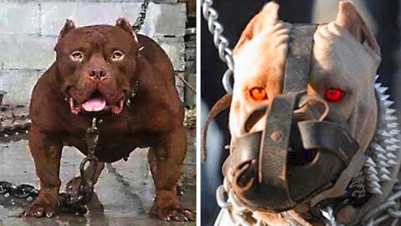 15 Most Dangerous Dogs In The World - YouTube