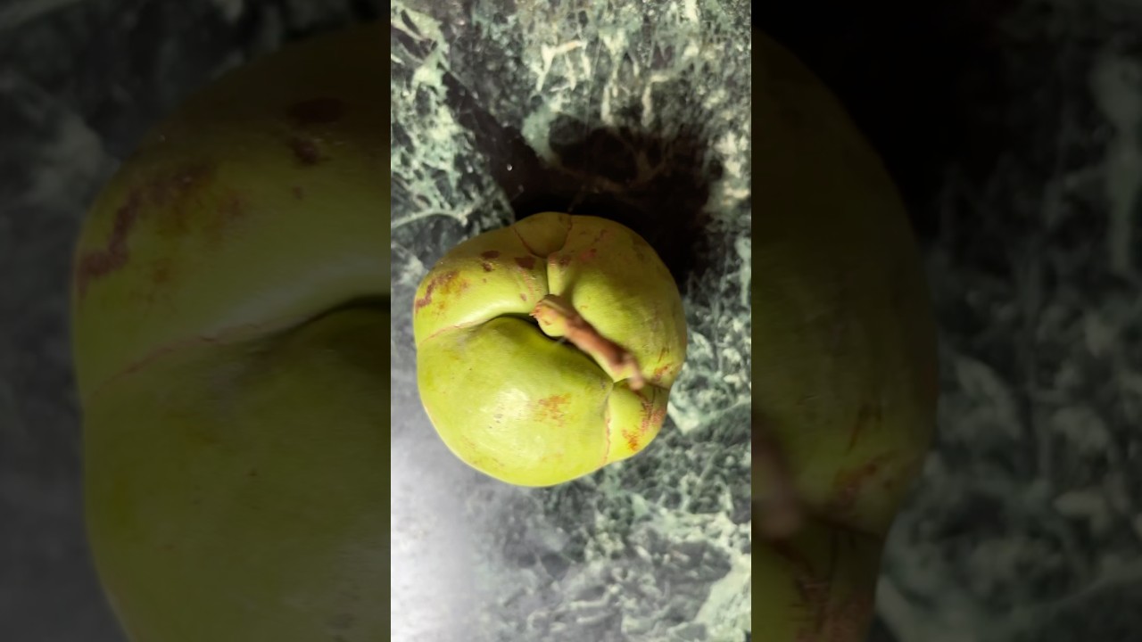 EASY OU TENGA DALI | TANGY AND COMFORTING ELEPHANT APPLE WITH LENTIL  