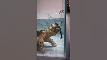 rùa ăn cá sấu #turtle