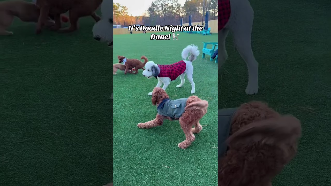 Doodle night at The Drafty Dane! 