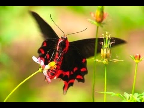 Рождение бабочки ТРОПИЧЕСКАЯ БАБОЧКА! Кормим бабочку The birth of a butterfly Birth of a butterfly
