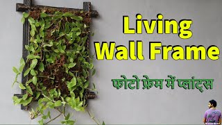 How to Make Living Wall Frames Using Turtle Vine   DIY@Mammalbonsai