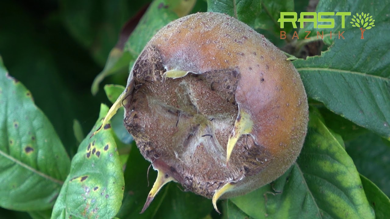 NEŠPLJA STARA ZDRAVILNA SORTA, SADNA SORTA SADIKA ZA DOM, VRT IN SADOVNJAK