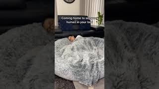 Cozy pets = happy pets! πΆπΎ Give your furry bed ever! ποΈπ€ #PetLove #FurryFriendEssentials #CozyPets Cozy pets = happy pets! πΆπΎ Give your furry bed ever! ποΈπ€ #PetLove #FurryFriendEssentials #CozyPets