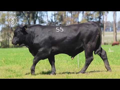 LOTE 55