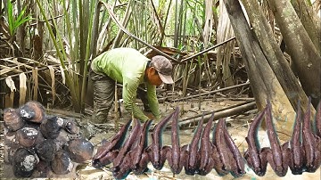 Giăng Bẫy Cá Nướng Dộp "Sợ Hãi Hồi Hộp" Bước vào Trong Khu Rừng Lạ