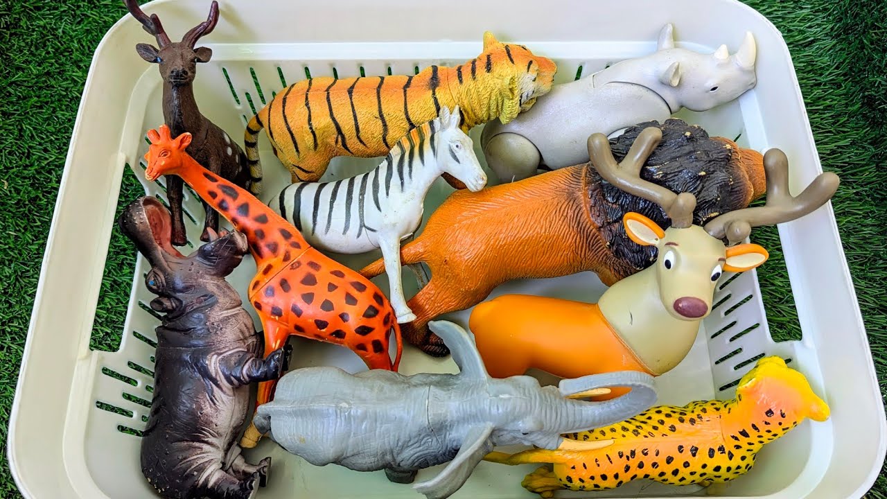 Дикие животные и их среда обитания 🦒🐯 | Простое изучение среды обитания | Образовательное видео д...