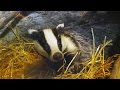 The Wildlife Garden Project | How to help badgers in your garden