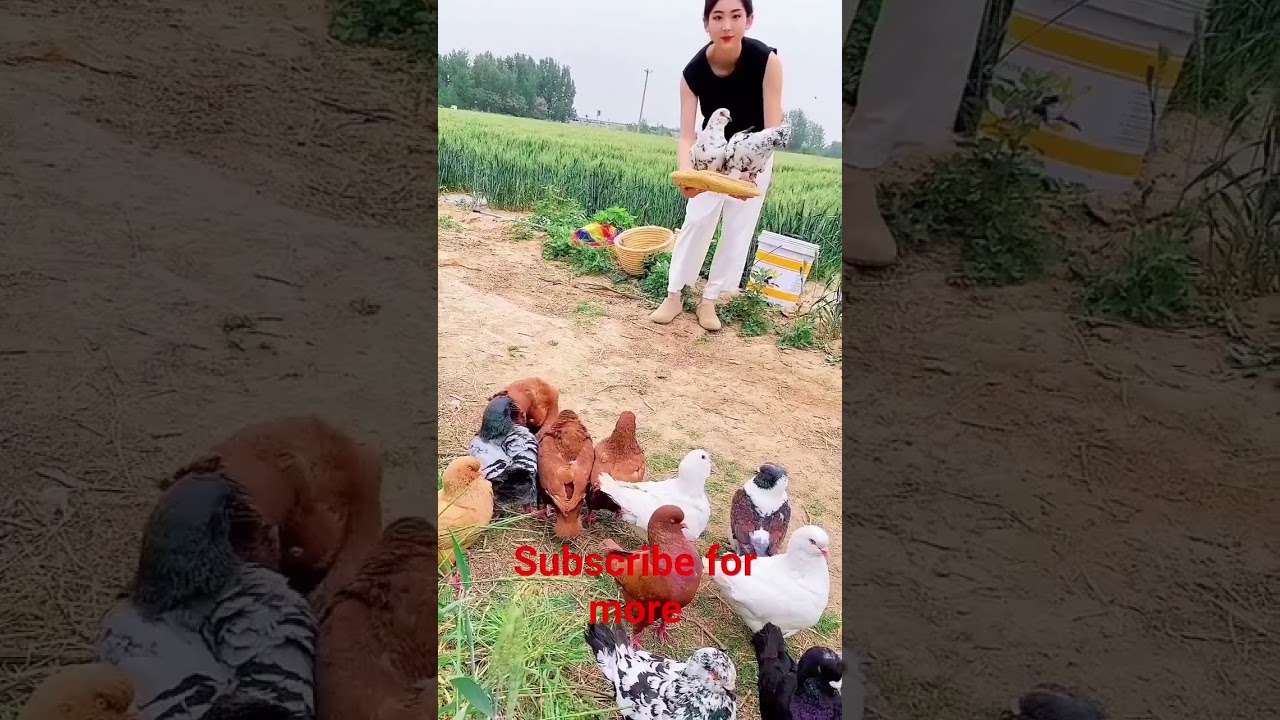 Beautiful Fancy King Kabootar 