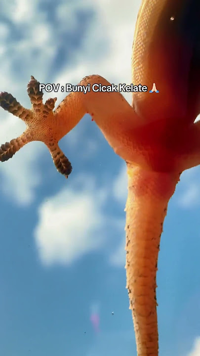 Cek Cek Cek itu bunyi Cicak Kelate 😂 #funny #shorts #dikirbarat