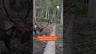 Reindeer Sheds Velvet From Antlers Using Fallen Tree