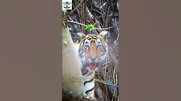St 19 Cubs Sighting At Sariska Buffar Bara Liwari Trek Trending Viral Viralvideo Youtubeshorts 