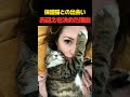 保護猫との出会いお迎えを決めた理由