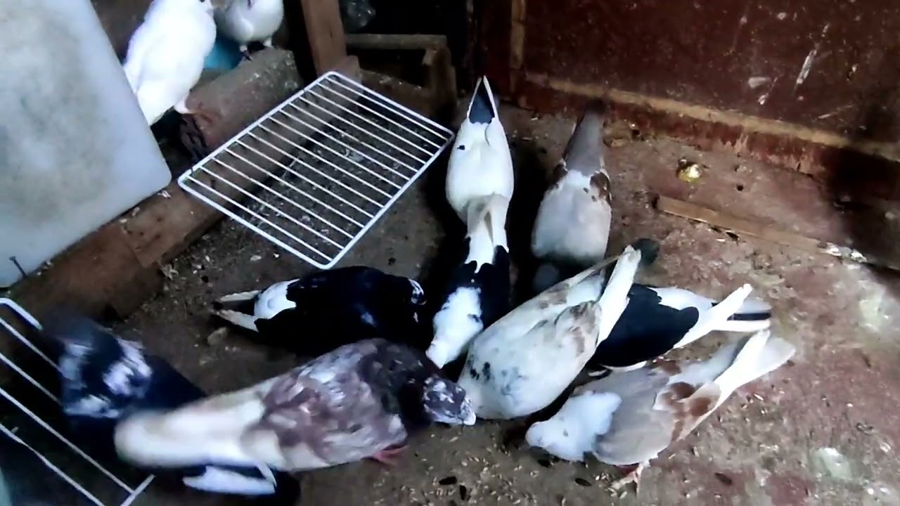 احسن توليعة في الحمام 😱😯 أو توليعة في الحمام مرحبا بكم جميعا 