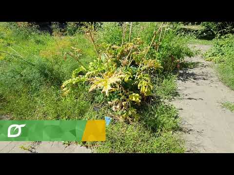 Videó: Mit jelent a lombhullató növény?