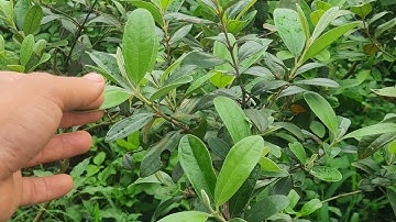 Cây sim tím giá sỉ loại thuần chậu/0819972997