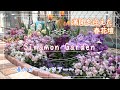 【ガーデニングVlog】春を迎えカラフルに彩られた満開の花壇！｜マイガーデンツアー！｜【春の花壇】