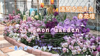 【ガーデニングVlog】春を迎えカラフルに彩られた満開の花壇！｜マイガーデンツアー！｜【春の花壇】