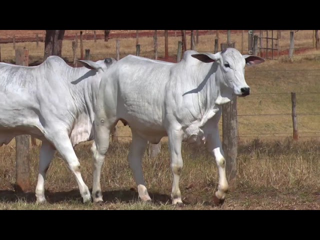 LOTE 39 EBOB 5535 EBOMA 8169 8809 | 42º MEGA LEILÃO ANUAL CARPA FÊMEAS