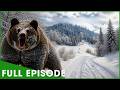 ULTIMATE GRIZZLIES - Apex Giants of the Wilderness (Full Episode) | Nature Animal Documentary