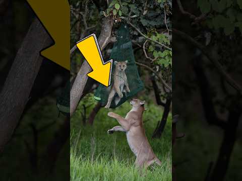 Look who saved the baby puma?