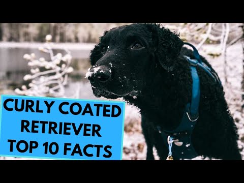 Vídeo: Curly-Coated Retriever: foto i descripció