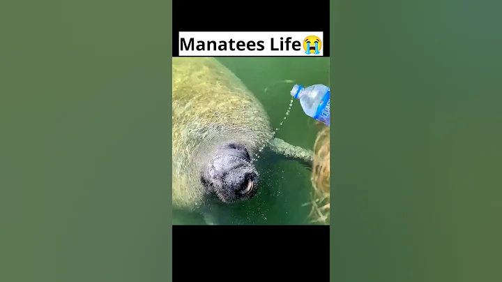 The Thirst for Fresh Water || A Manatee's Quest #shorts #animals