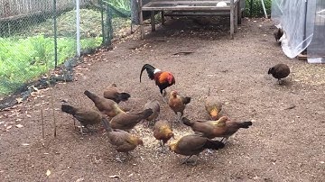 Qaib Qus Zoo Nkauj (Red Jungle Fowls)