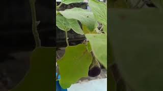 fresh vegetable #nature #song #garden #love #plants ♥️♥️♥️♥️♥️