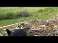 Black Bear climbs to  Osprey nest. Charlo Ospreys. 06.35 / 20 May 2019