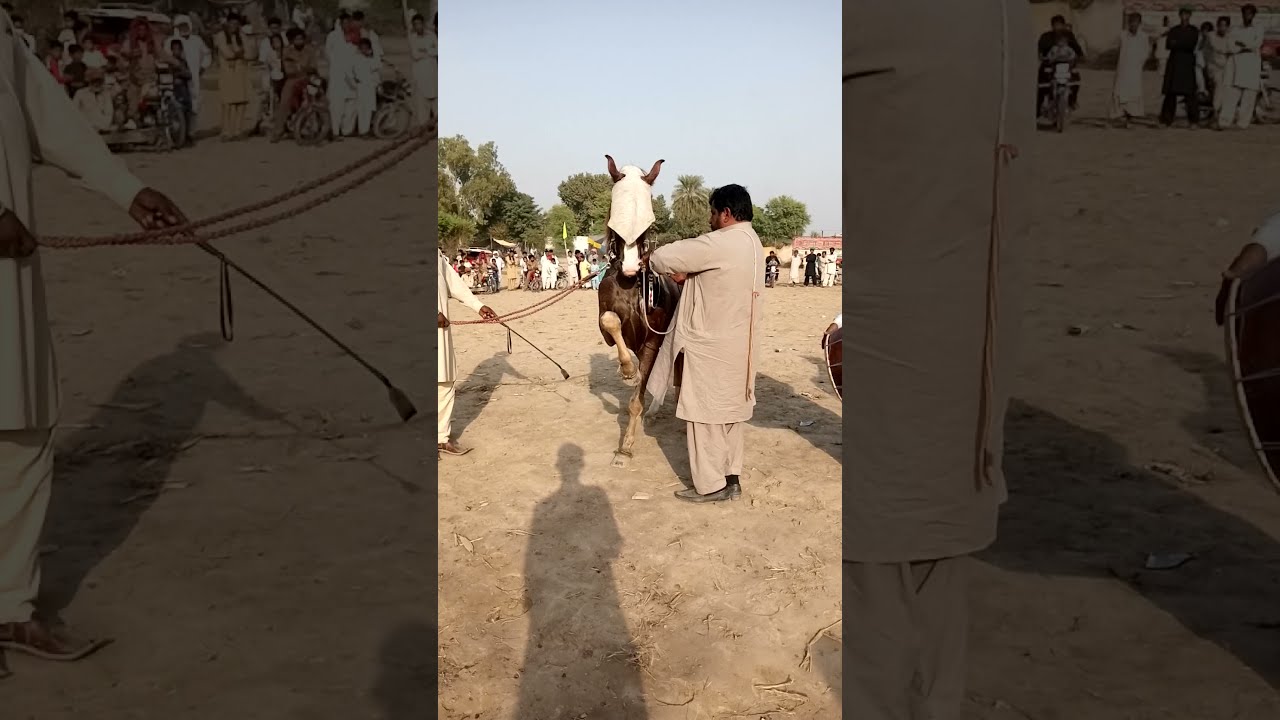 Ghora Malang | Jhummar Dance | Ghora Dance | Ghoda Naach | 