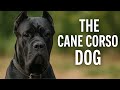The Cane Corso Dog | Powerful Guardian with an Ancient Legacy