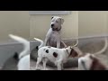 Dogo Argentino VS Cavalier King Charles Spaniel Dogo Argentino VS Cavalier King Charles Spaniel