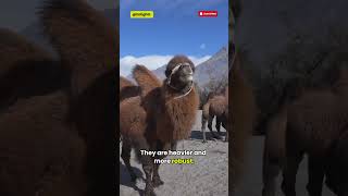 Camel With Two Humps Bactrian Camel In Extreme Cold