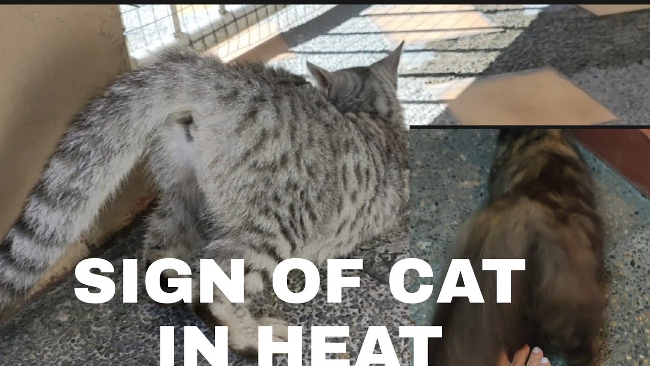 Signs Of Cat In Heat YouTube