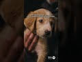 Puppy gets rescued