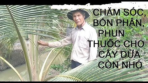 CHÚ 2 CHIA SẺ KỸ THUẬT TRỒNG DỪA MÃ LAI SIÊU TRÁI, CÁCH BÓN PHÂN, PHUN THUỐC MAU LẤY VỐN TỪ CÂY DỪA.