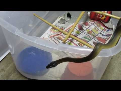 2011 White Lipped Python.