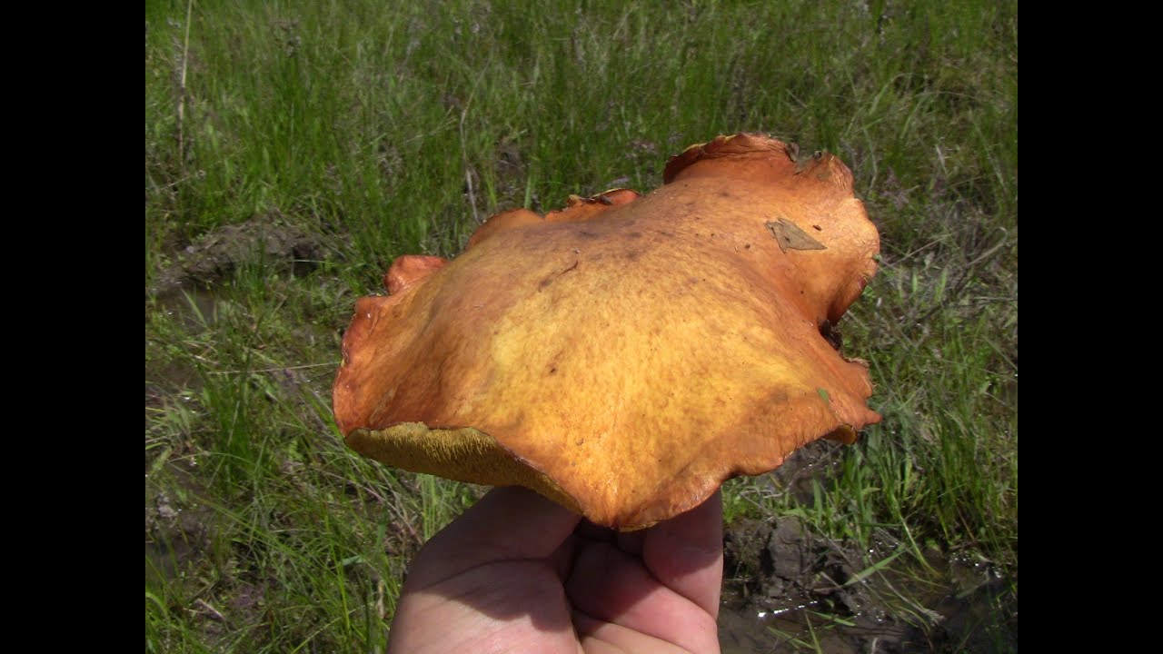 Охота за грибами 2016 (Дневник рыболова) Hunting for mushrooms in 2016