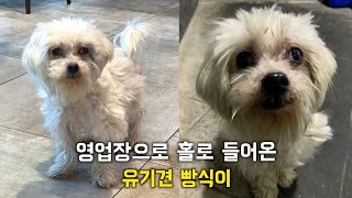 한 강아지가 영업장에 주인도 없이 홀로 들어왔어요. #유기견 #유기견빵식이 #유기견입양 #사지말고입양하세요