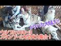 【大型犬大集合！】ウルフドッグの兄弟がじゃれあう姿が微笑ましい